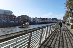 Dublin-folyo